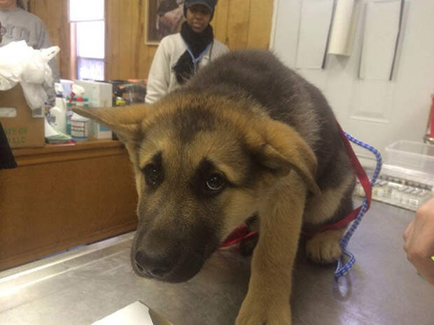 Pets Really Don’t Enjoy Visits to the Vet