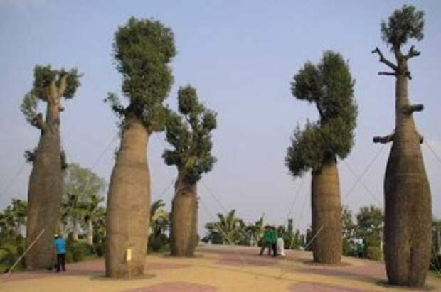 brahihiton