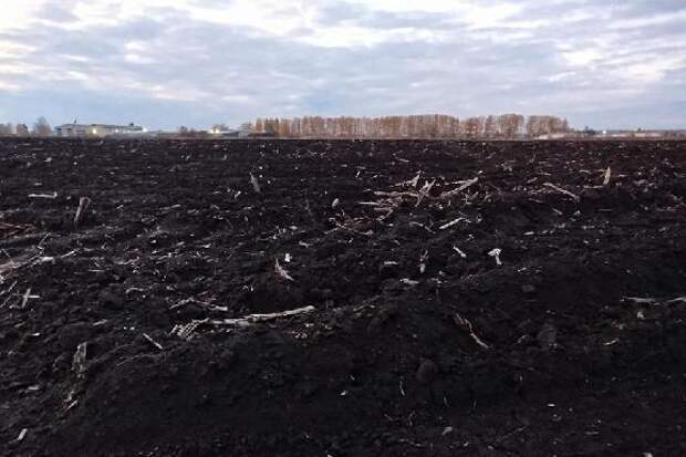 Под проект расширения молочного производства область сдала в аренду 689 га земли