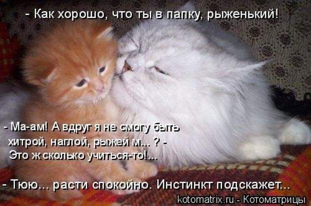 Лучшая котоматрица недели (28 фото)