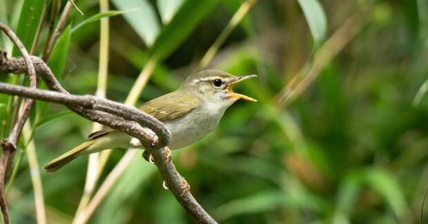 Токарская пеночка: в Японии описали новый вид певчих птиц