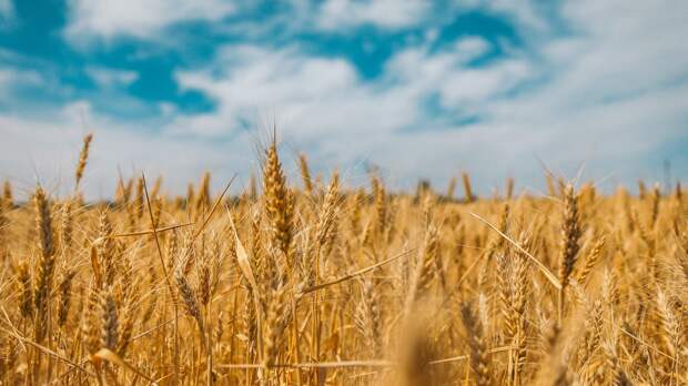 Турция и Украина обсудили возобновление зерновой сделки