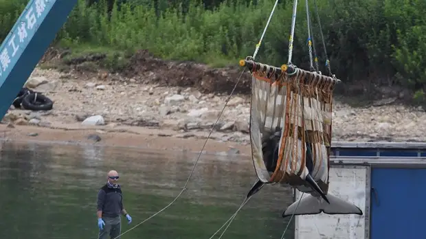 Последнюю группу косаток из «китовой тюрьмы» выпустят на волю до конца лета