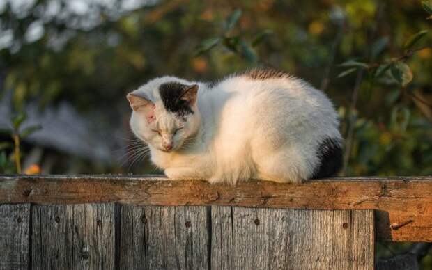 Очень колоритные уличные коты бездомные, город, кот, кошка, улица, уличные кошки, эстетика