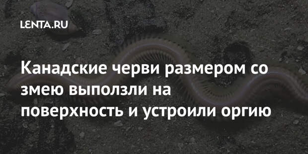 Канадские черви размером со змею выползли на поверхность и устроили оргию