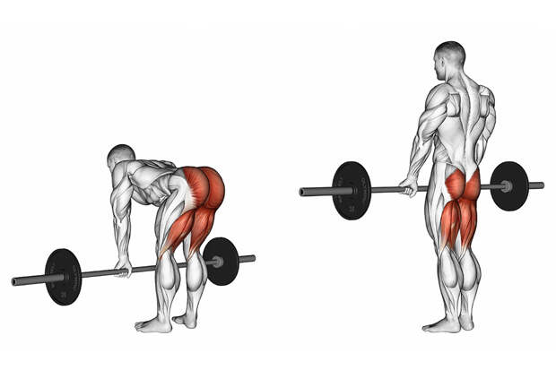 Становая тяга — какие мышцы работают?