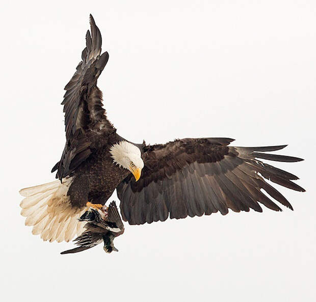 Том Самуэльсон: сезон охоты