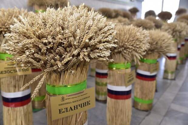 Актуально! «Спасибо» нашим врагам: как санкции повлияли на АПК России