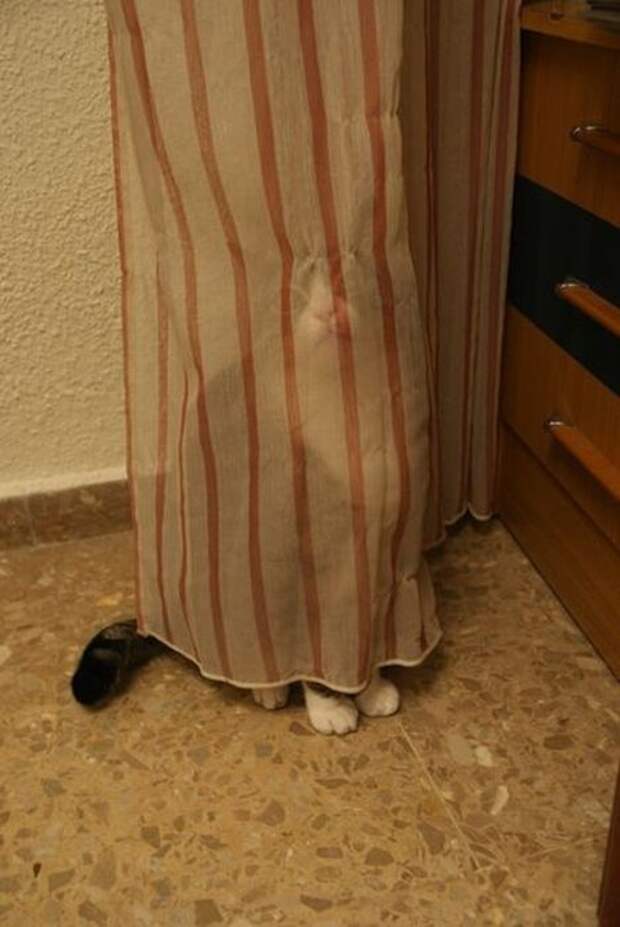 Коты в засаде