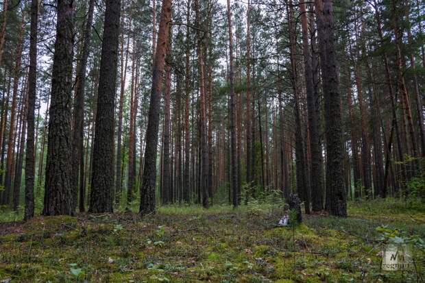 Сын пропавшей Усольцевой не знает, когда возобновятся поиски семьи в тайге
