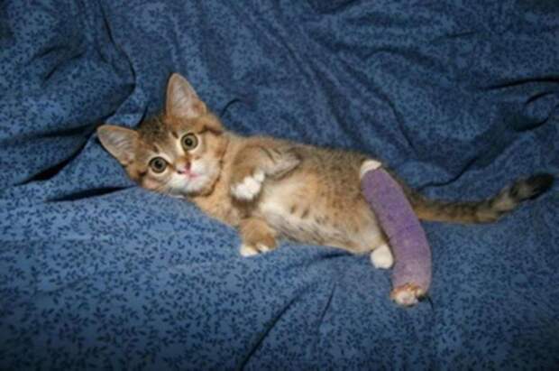 Котенок со сломанной лапкой спас человека животные, история, коты