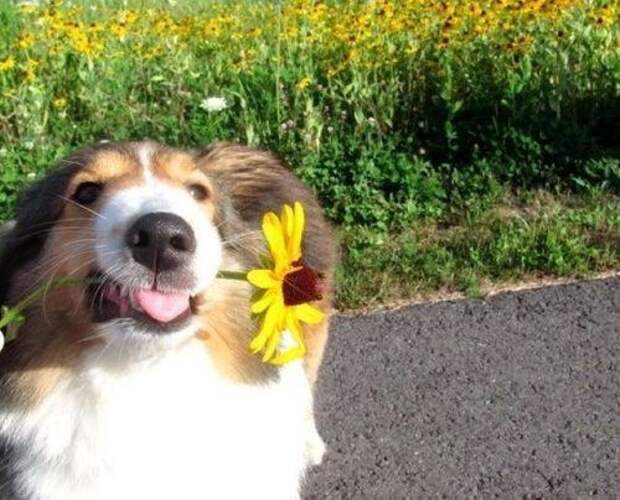 Когда эта собака старалась выглядеть suave, доставляя драгоценный цветок.