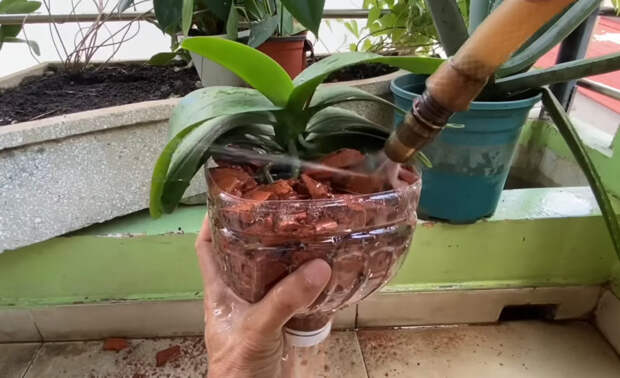Битый кирпич для выращивания орхидей: создаем условия, в которых орхидеи растут в живой прироже