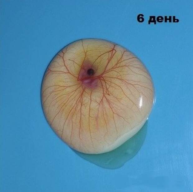 Не спешите выкидывать разбитое яйцо. Не спешите выкидывать разбитое яйцо.
