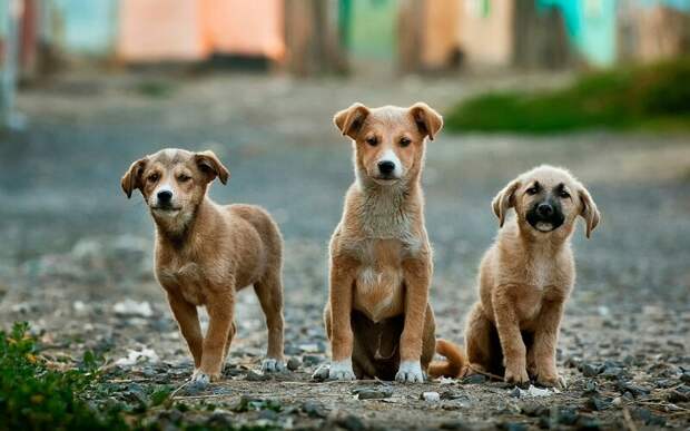 Губернатор Забайкальского края внес новый законопроект об обращении с бесхозными животными