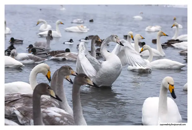 Белые птицы на озере Светлом