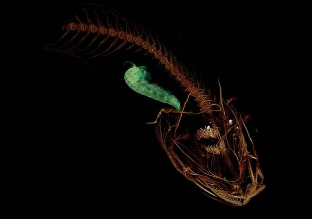 Самая глубоководная рыба на планете: прозрачный "Марианский липарис" Рыба, Марианская впадина
