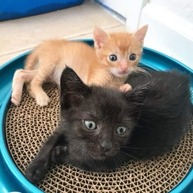 двое котят