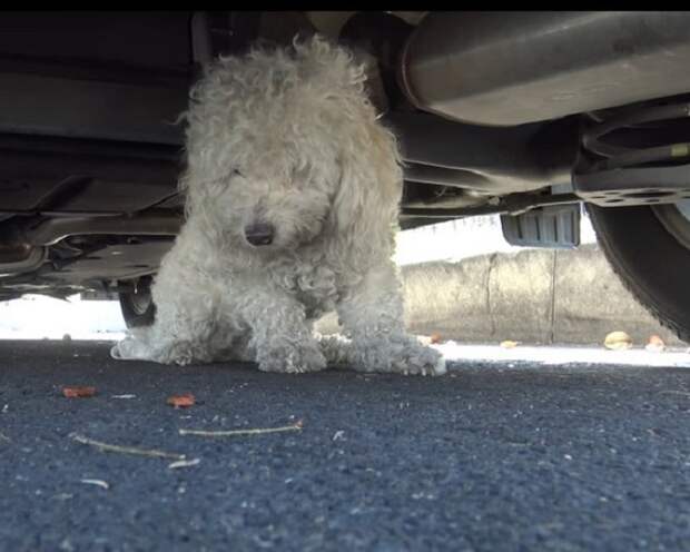 Собака под машиной