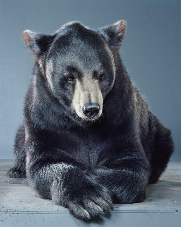 Ми-ми-мишки