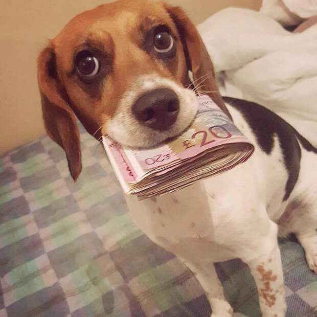 Rich Dogs Of Instagram: о жизни состоятельных собак