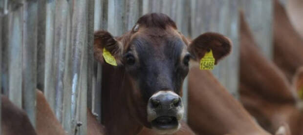 «Зачем открывать внутренний фронт?» В регионах России начали убивать здоровый крупный рогатый скот. Фермеры винят крупный бизнес и записывают обращения к федеральным властям