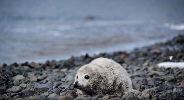 Рождение первых бельков зафиксировали в Приморском крае