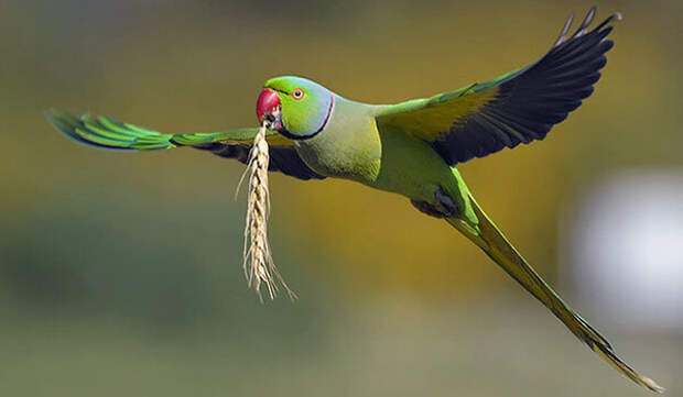 Фото: Кольчатый попугай в полете