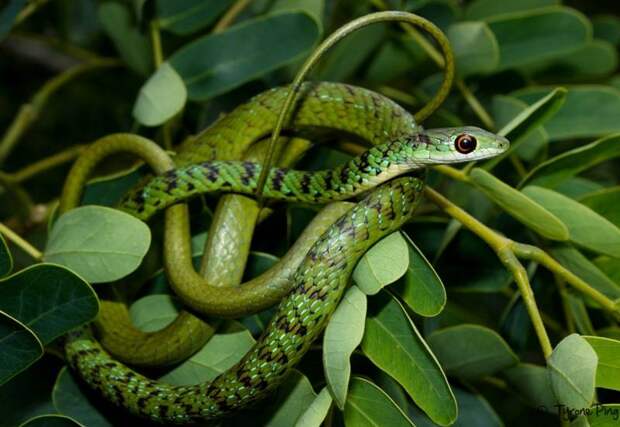 Кустарниковый зеленый уж фото (лат. Philothamnus semivariegatus)
