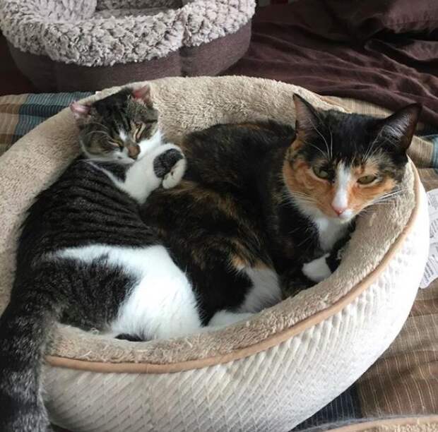 chat heureux famille