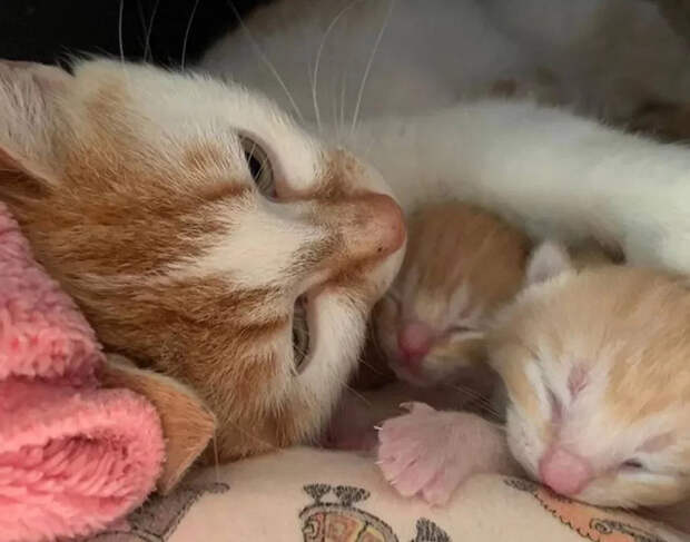 Без кота и жизнь не та