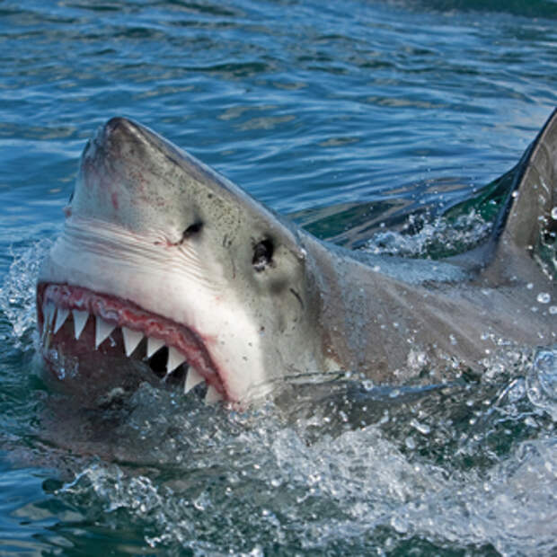 В Хургаде акула откусила туристке ногу и руку