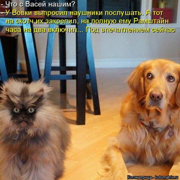 Лучшие котоматрицы недели (50 фото)
