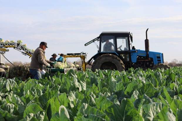 В Тахтамукайском районе идет уборка цветной капусты