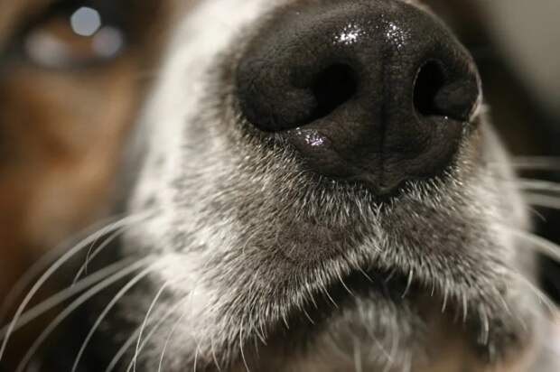 Мокрый нос не является критерием здоровья питомца! У собаки он становится влажным по трём причинам: во-первых, специальные железы выделяют влагу, чтобы обонятельные рецепторы лучше улавливали запах. Во-вторых, собака постоянно облизывает нос просто потому, что он находится рядом с пастью. В-третьих, нос является частью системы терморегуляции. 