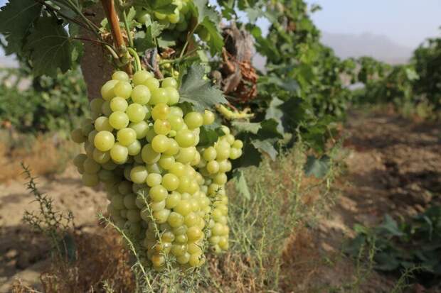 Крымским виноделам и виноградарям выделят субсидию в размере почти 1 млрд рублей