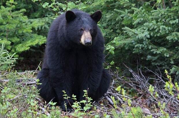 В США медведь ворвался в кондитерскую и съел 60 капкейков