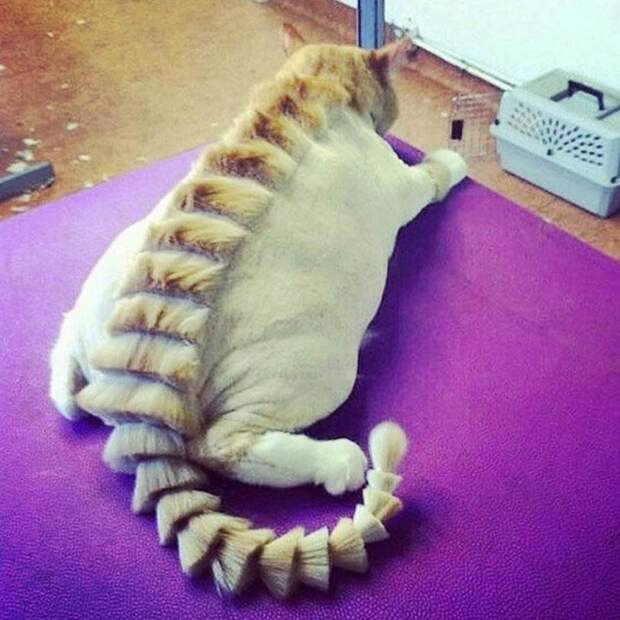 Коты и стрижка под динозавра