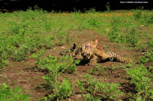 Фермеры заметили раненого леопарда, который без сил лежал на угодьях