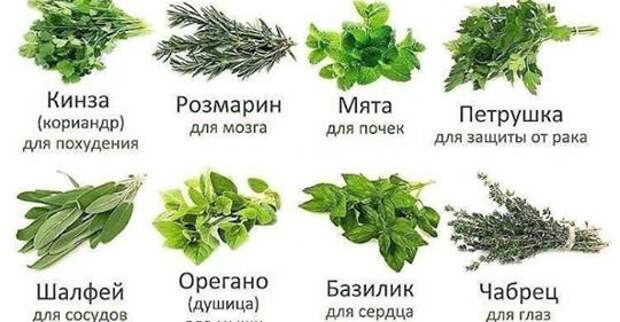 Корень лопуха от всех болезней: вылечит опухоль, сахарный диабет, ревматизм, артрит, остеохондроз и т. д.