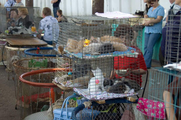 Рынки экзотических животных в России: шокирующие кадры животные, интересное, рынки, фото, экзотические животные