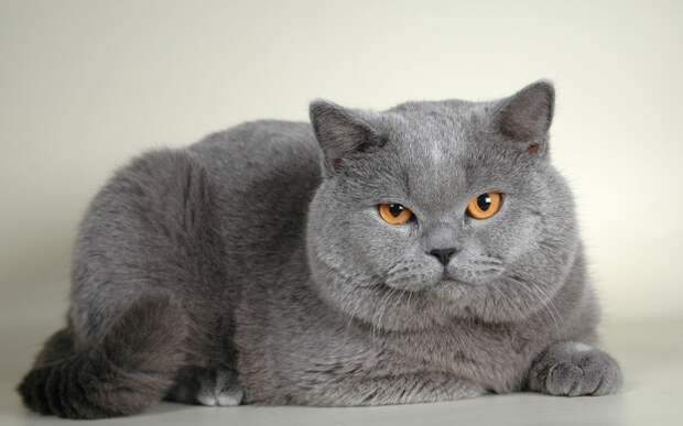 Британская короткошерстная кошка. \ Фото: zverivdom.com.