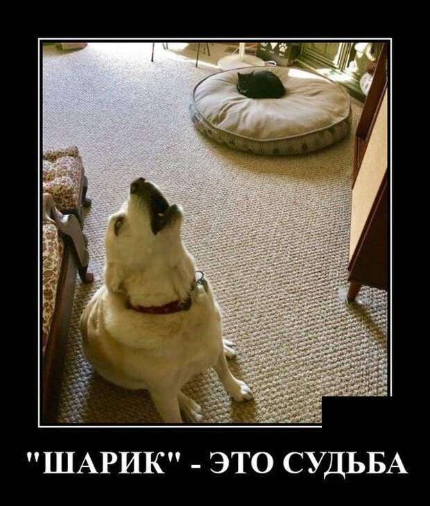 demotivatory-demotivator-smeshnye-demotivatory-demotivator-so-smyslom