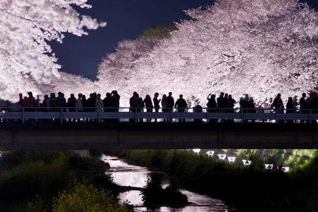 Ночной вид цветущей сакуры. Япония. Фото