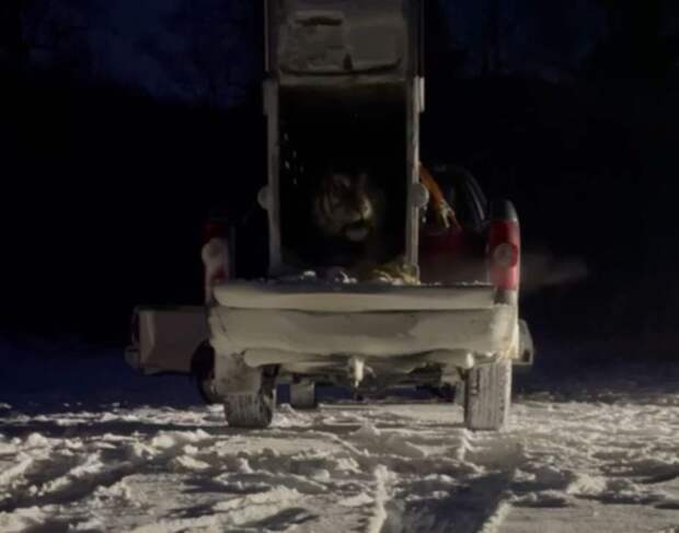 Тигра, который вышел к приморскому селу вернули в тайгу