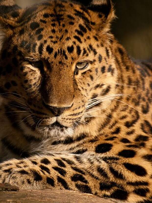 10 самых исчезающих животных в мире