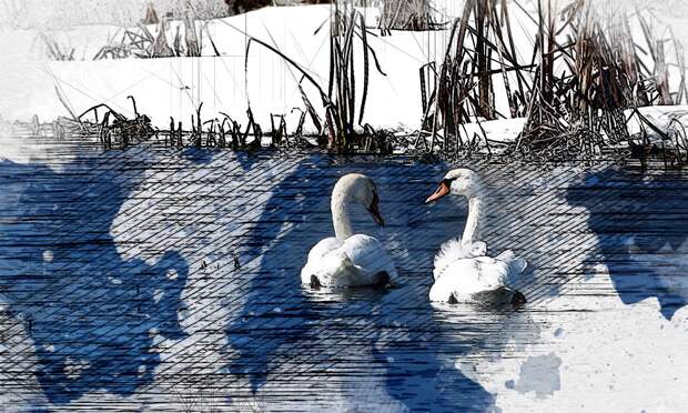 В Ливенском районе сфотографировали первых весенних лебедей