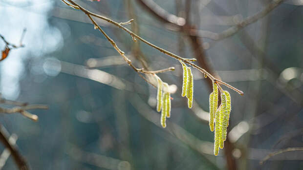 Аллерголог Болибок: орешник и ольха зацветут через неделю