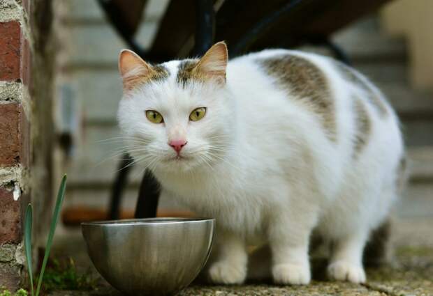 cat-3159694_1280 alt