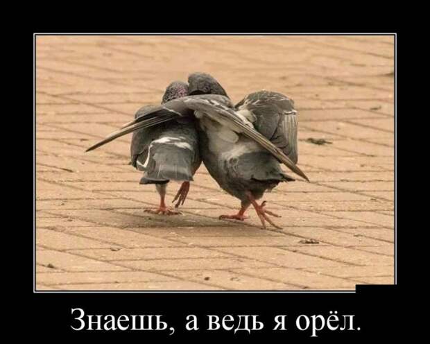 Демотиваторы (30 фото)